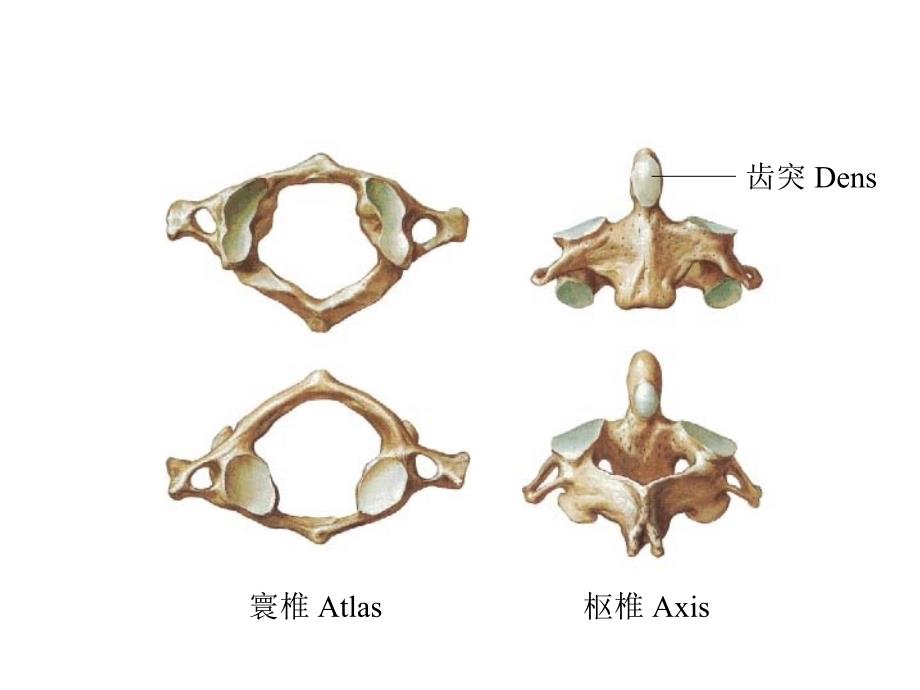 躯干骨、关节、肌及胸腹壁层次结构_第4页