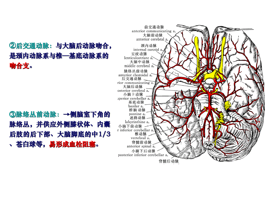 脑血管及其分支_第3页