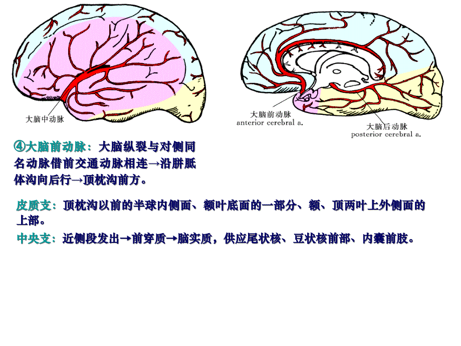 脑血管及其分支_第4页