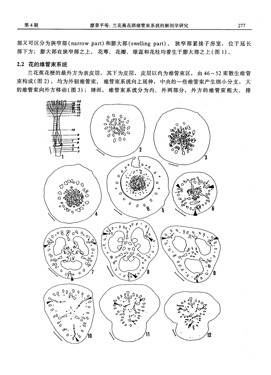 兰花蕉花部维管束系统的解剖学研究_第3页