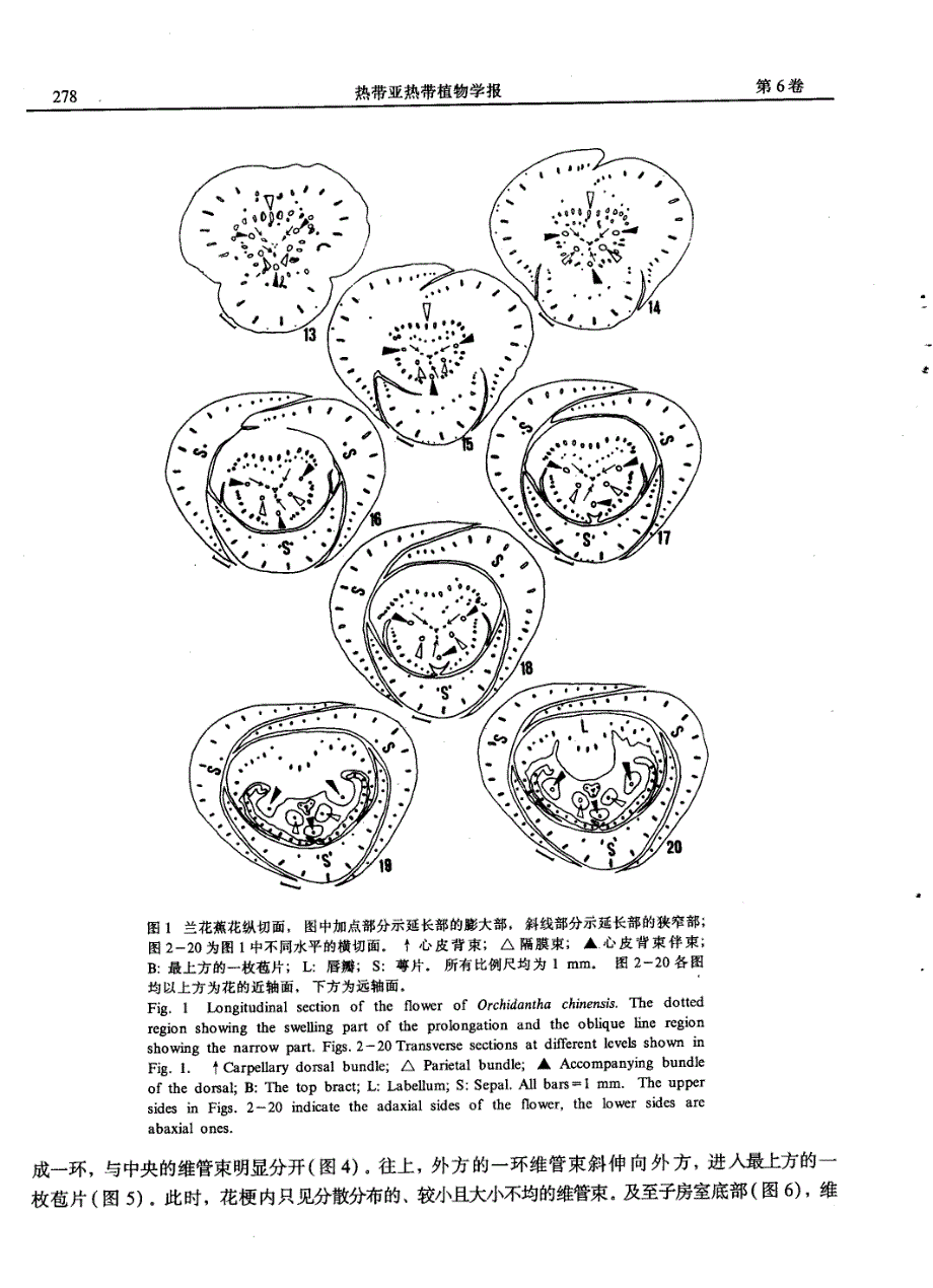 兰花蕉花部维管束系统的解剖学研究_第4页