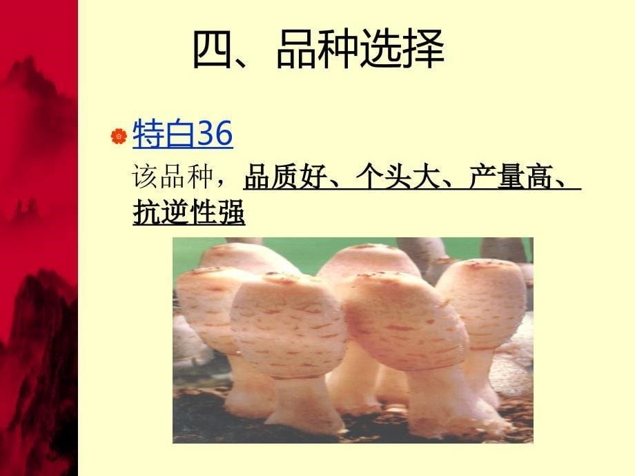 鸡腿菇高产栽培技术_第5页