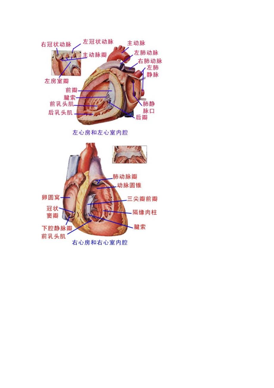 心脏解剖图_第1页