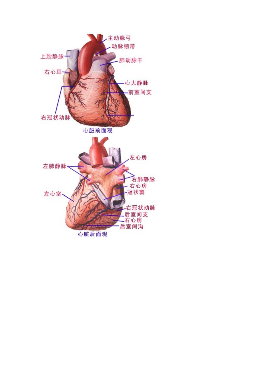 心脏解剖图_第2页