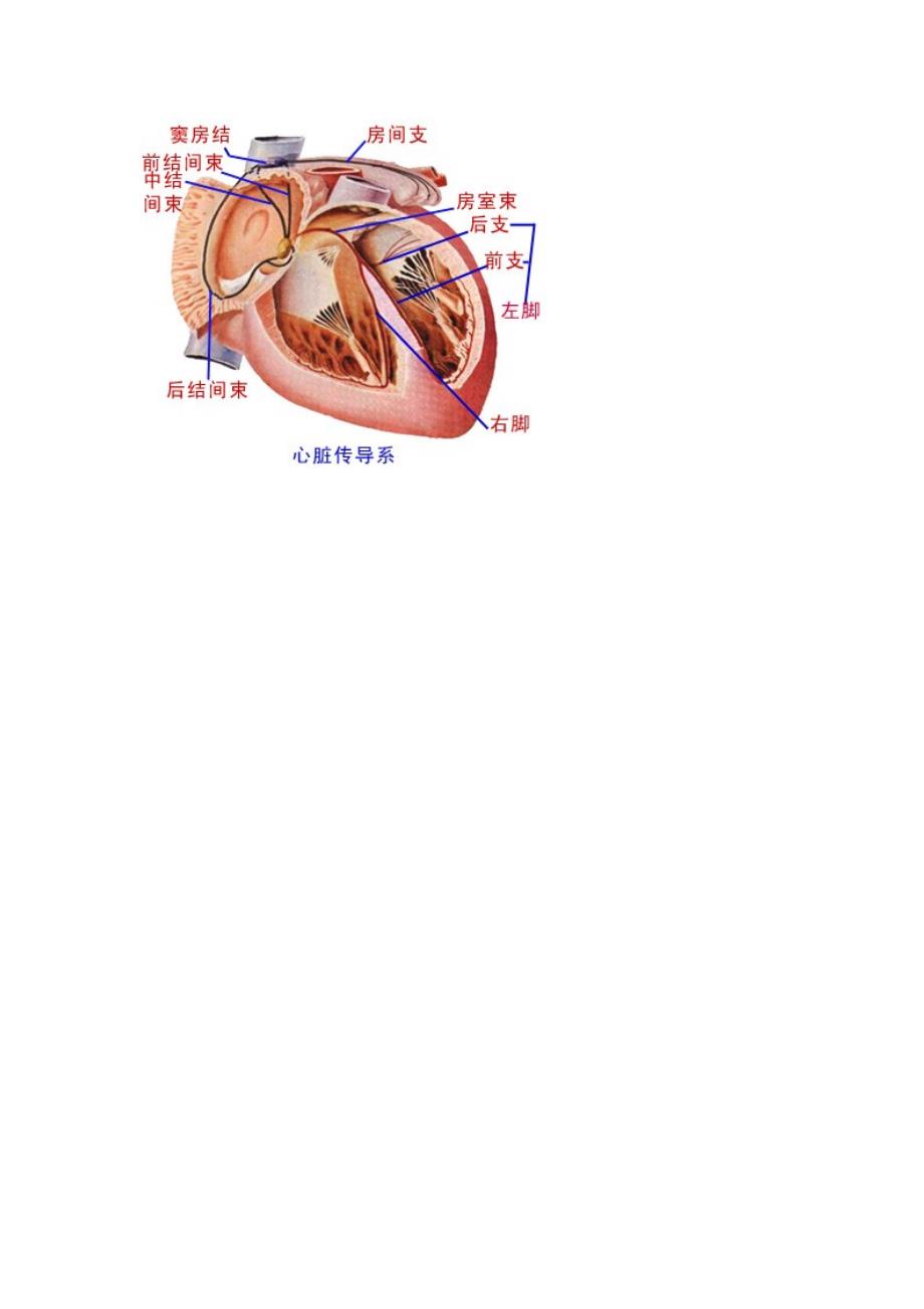 心脏解剖图_第3页
