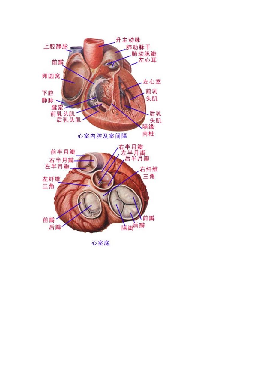 心脏解剖图_第4页