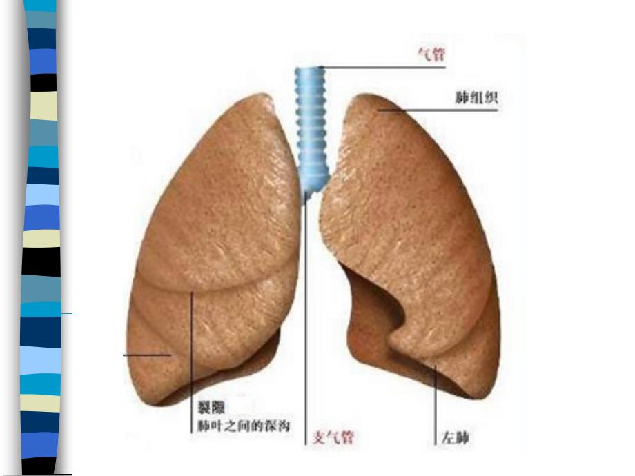 肺结核的防治_第2页