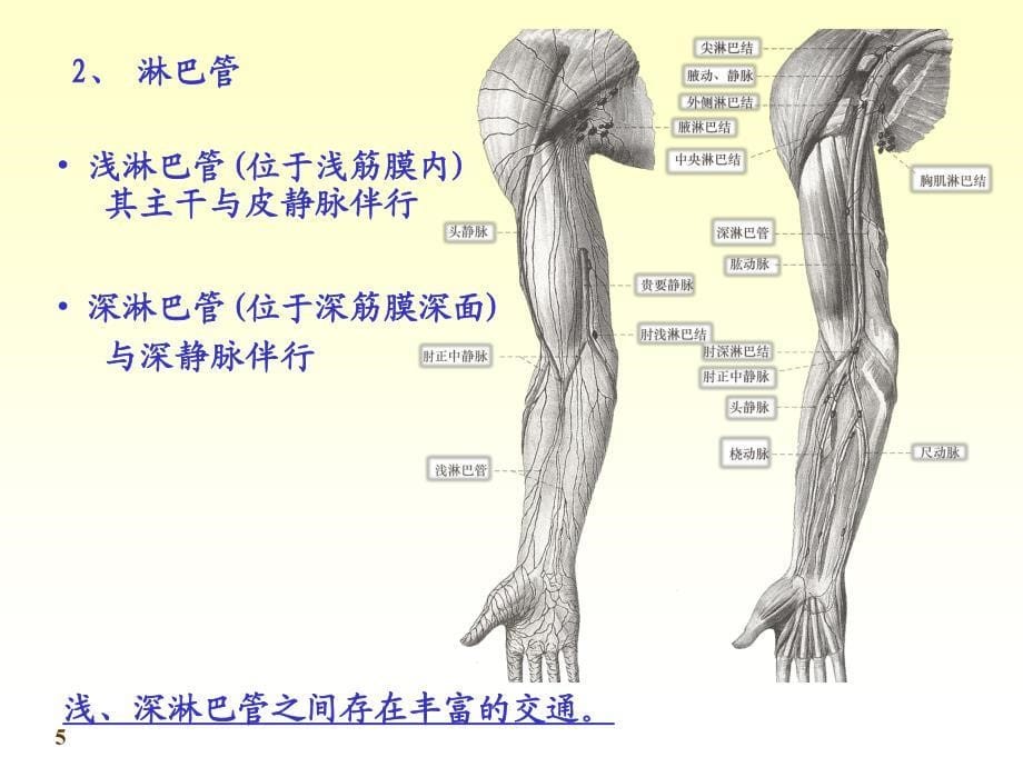 系统解剖学第七版12淋巴_第5页