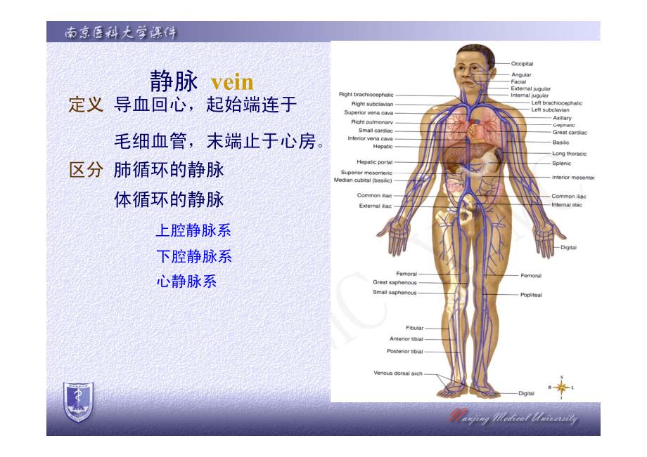 静脉的应用解剖(简) [兼容模式](1)_第2页