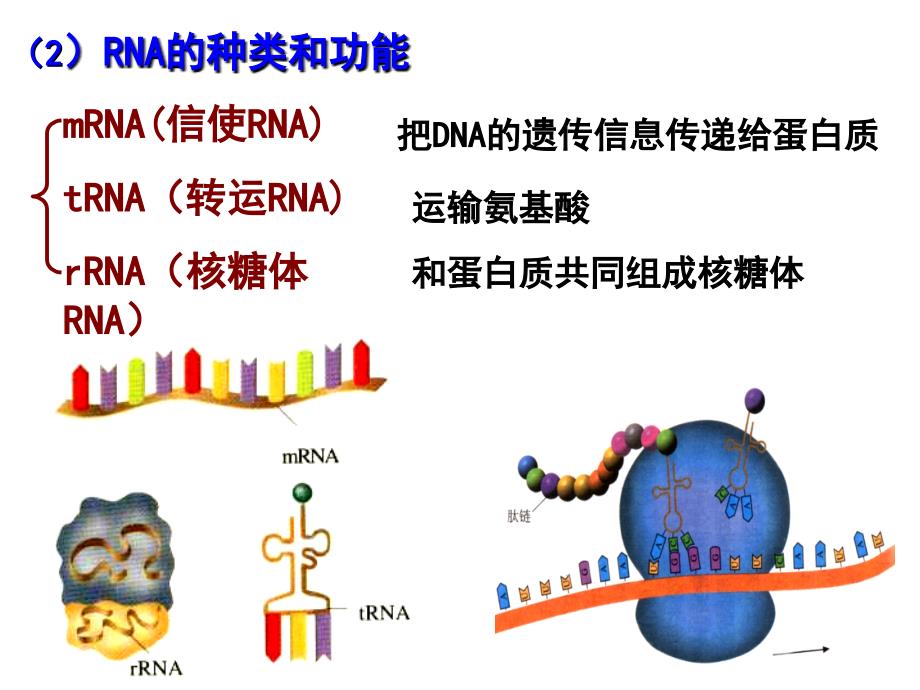 基因的表达与基因对性状的控制_第4页