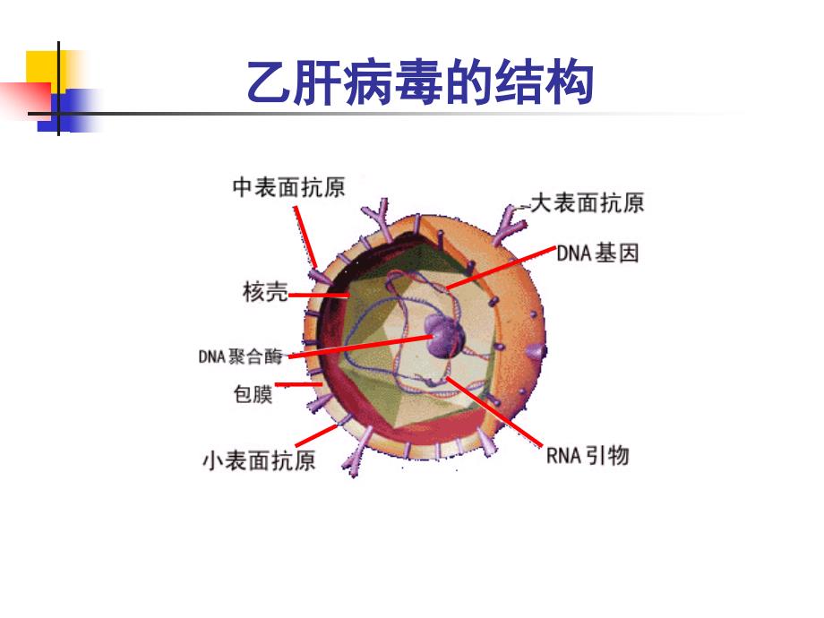 乙型肝炎的治疗_第4页