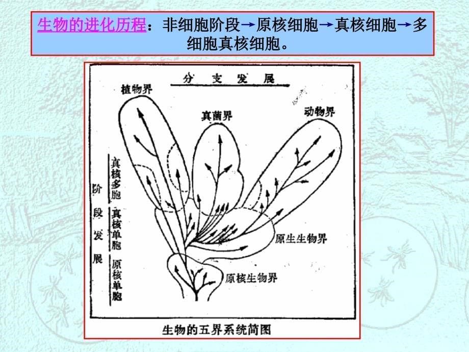 动物学-绪论课件_第5页