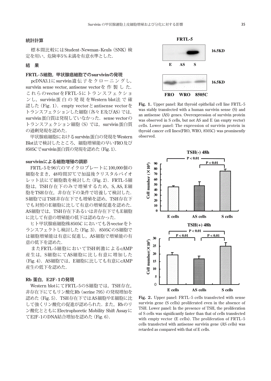 survivin の甲状腺滤胞上皮细胞増殖および分化に対する_第3页