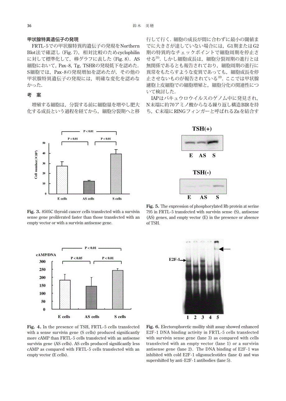 survivin の甲状腺滤胞上皮细胞増殖および分化に対する_第4页