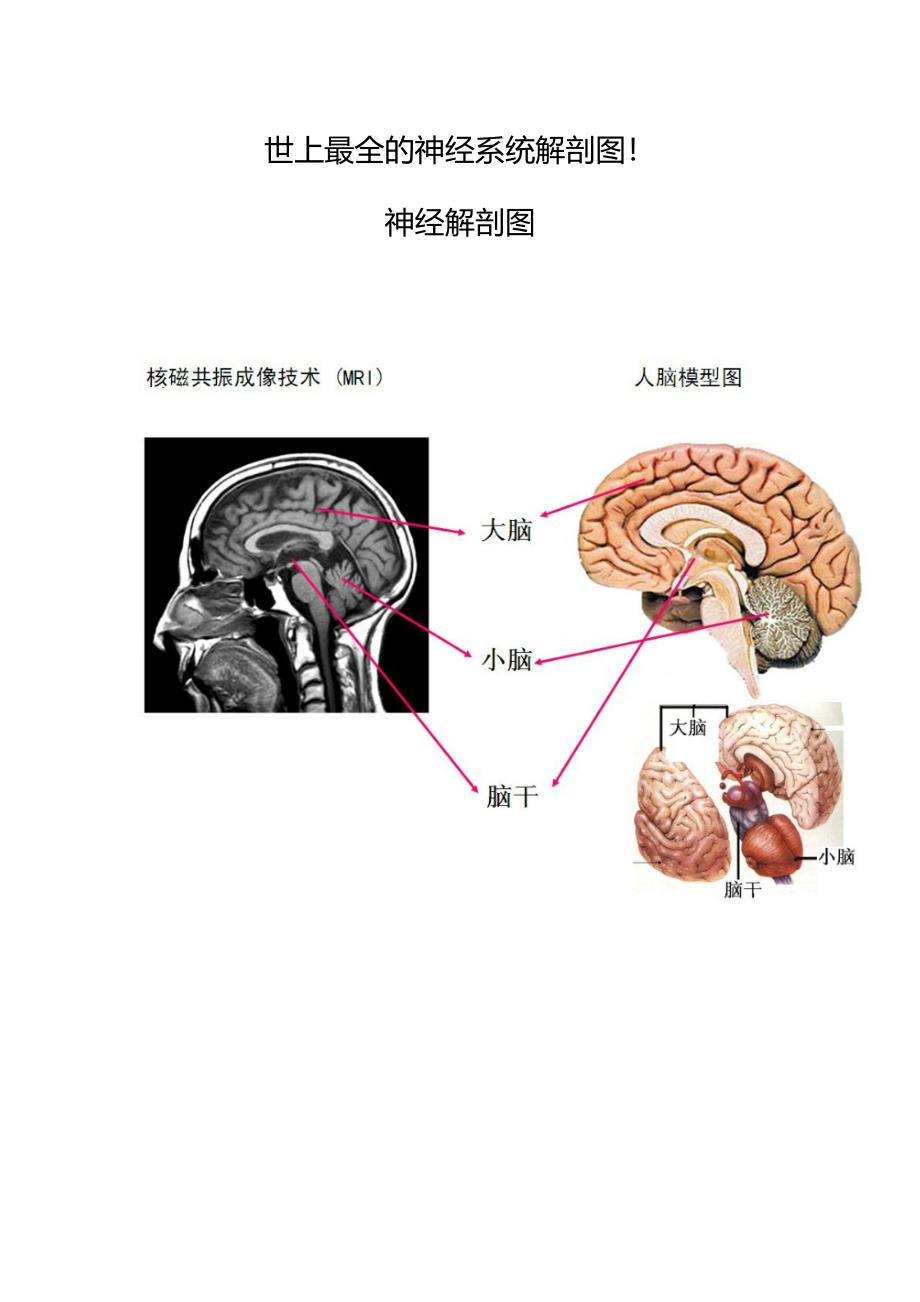 世上最全的神经系统解剖图_第1页