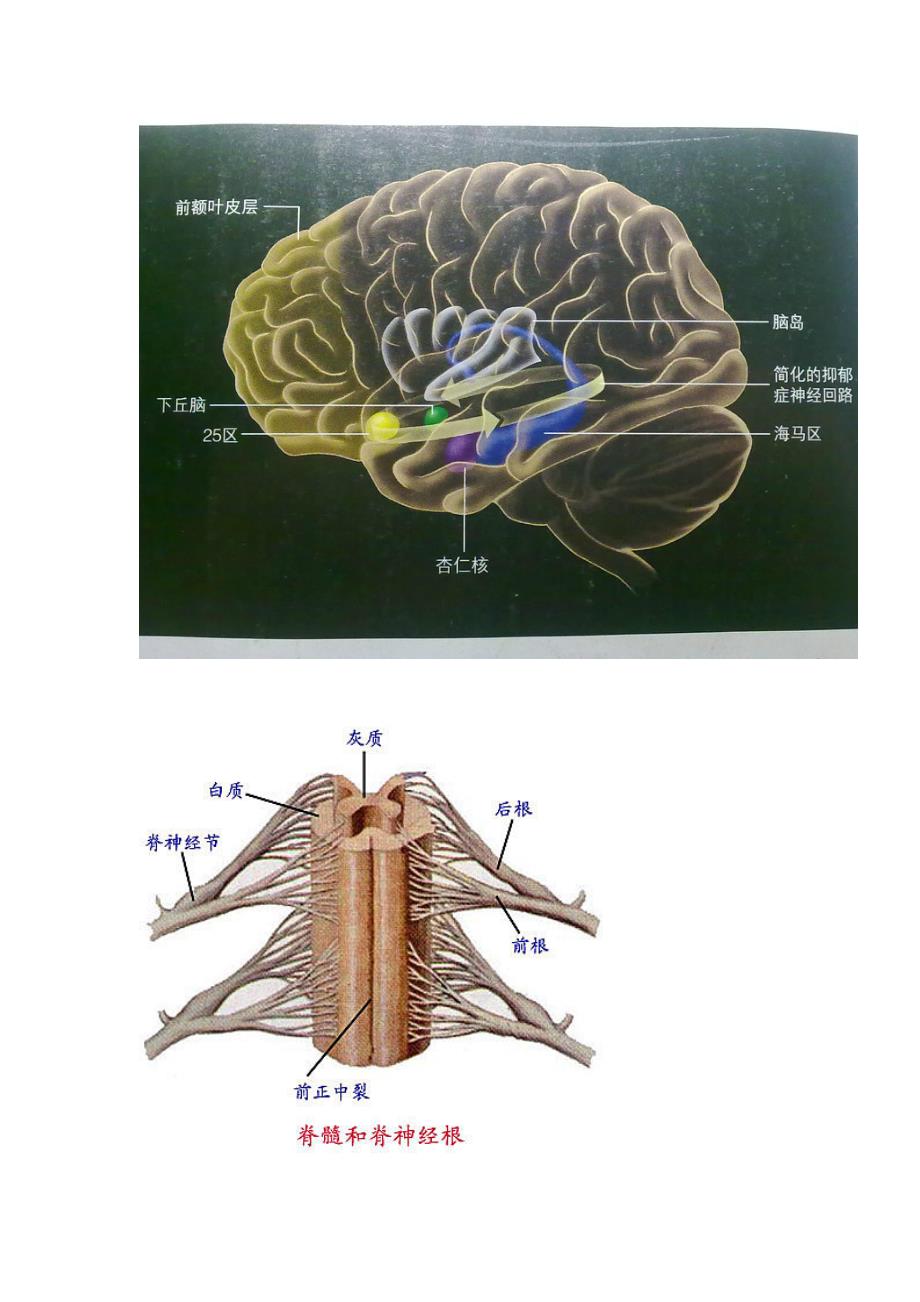 世上最全的神经系统解剖图_第2页