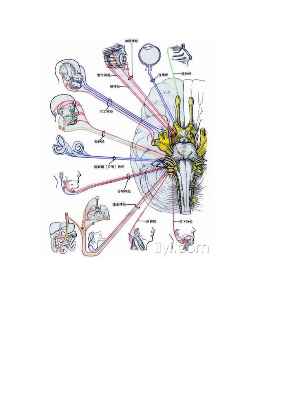 世上最全的神经系统解剖图_第4页