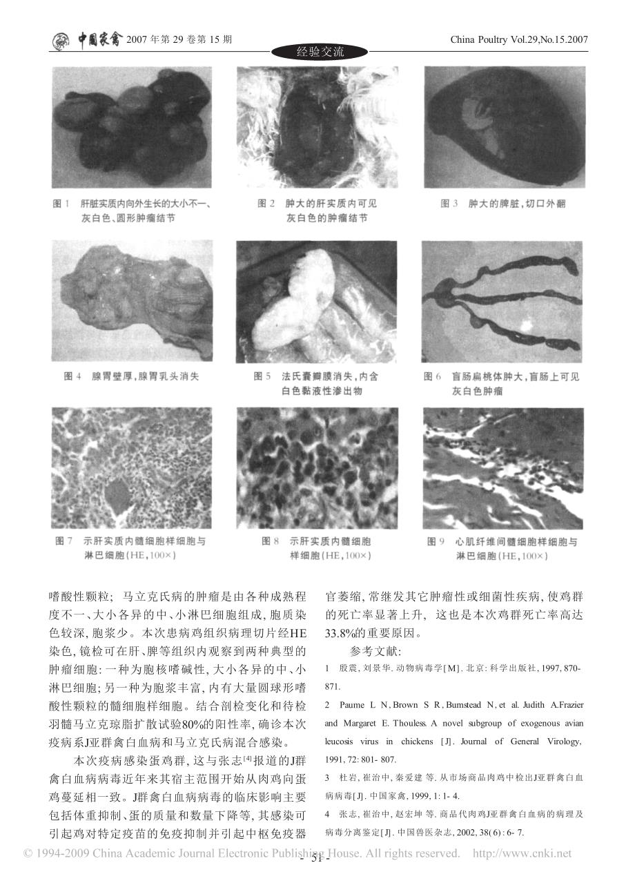 蛋鸡j亚群禽白血病与马立克氏病混合感染的诊断_第2页