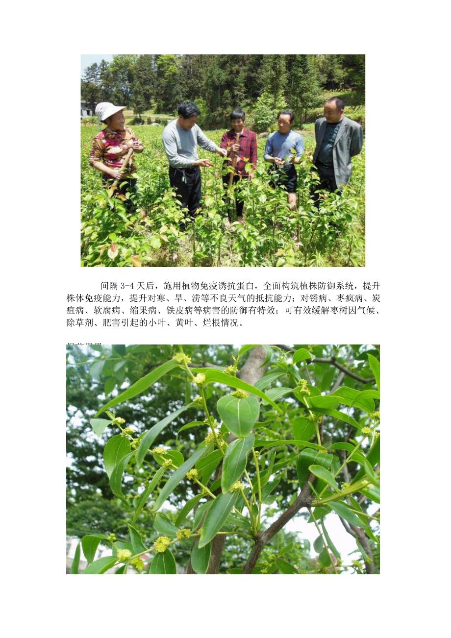 有机枣树种植技术之超敏蛋白制剂在枣树种植的应用方法_第2页