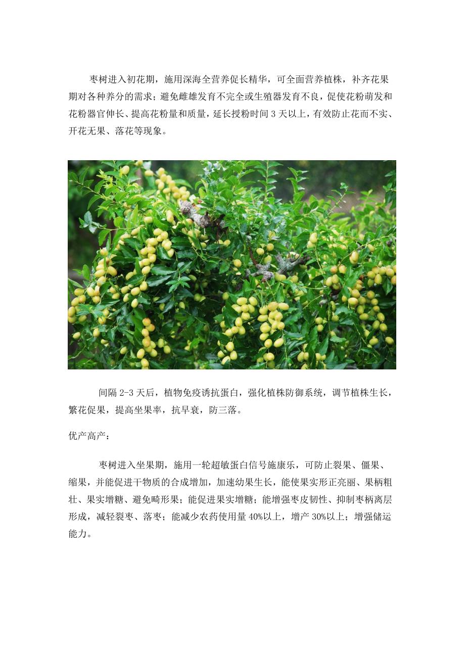 有机枣树种植技术之超敏蛋白制剂在枣树种植的应用方法_第3页