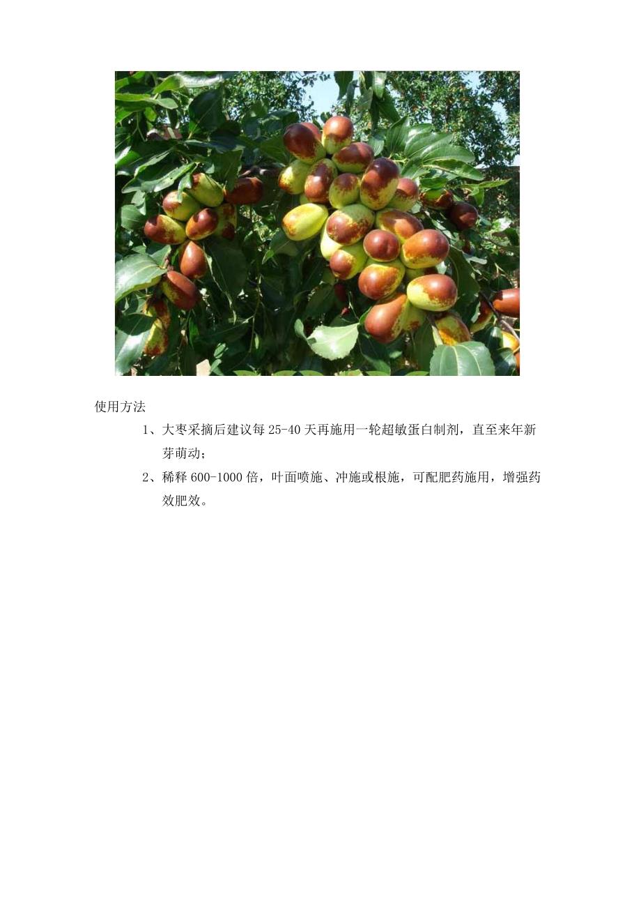 有机枣树种植技术之超敏蛋白制剂在枣树种植的应用方法_第4页
