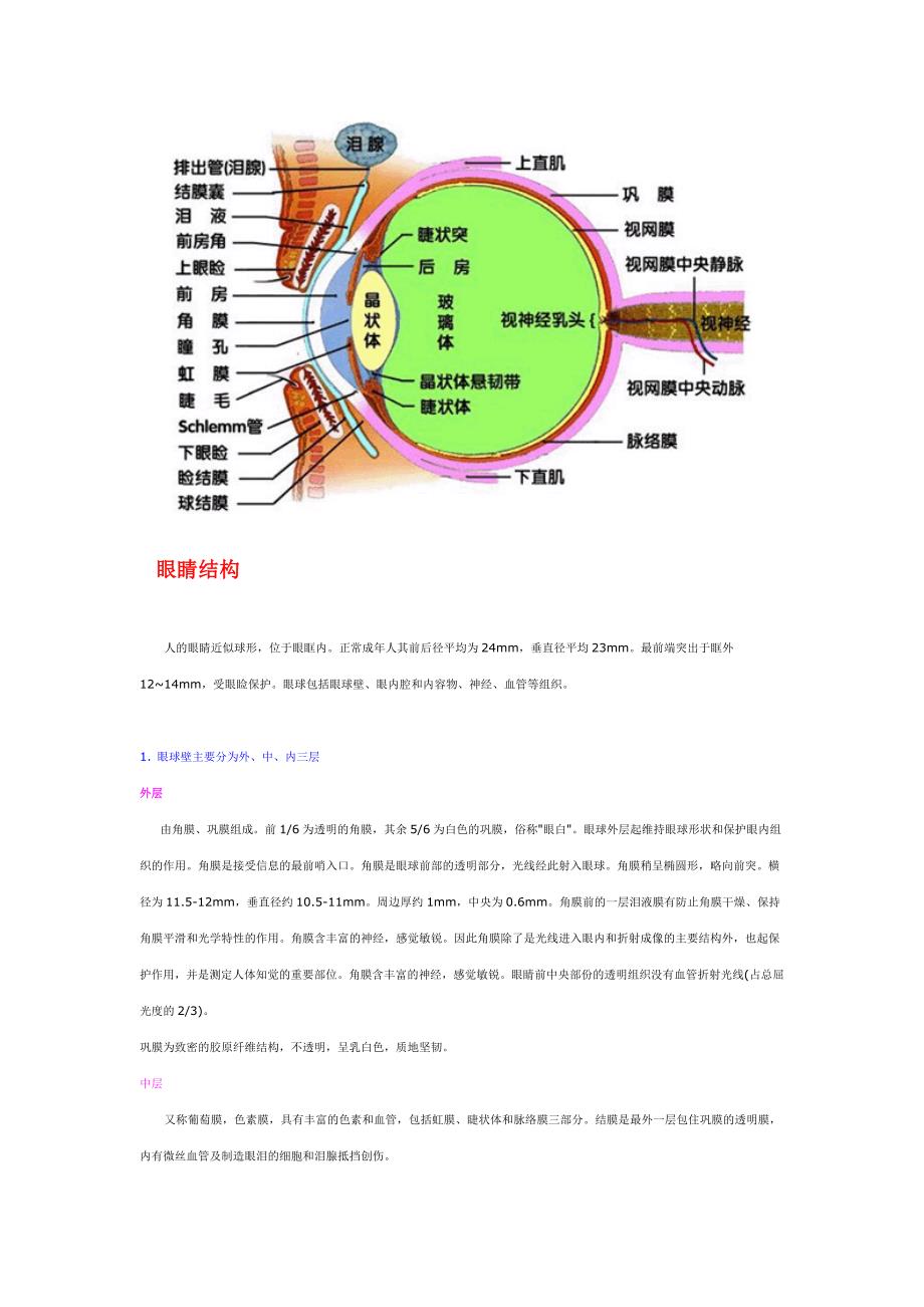 眼睛解剖学_第2页