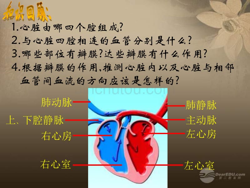 什么是血液循环呢_第3页