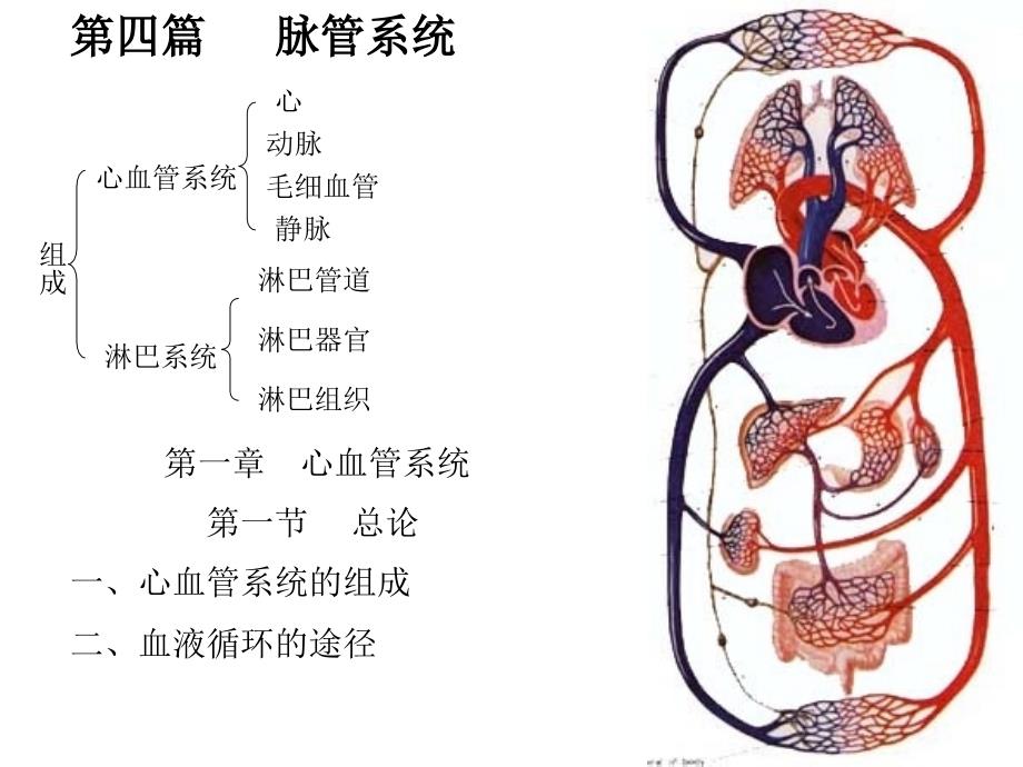 心脏解剖3_第1页