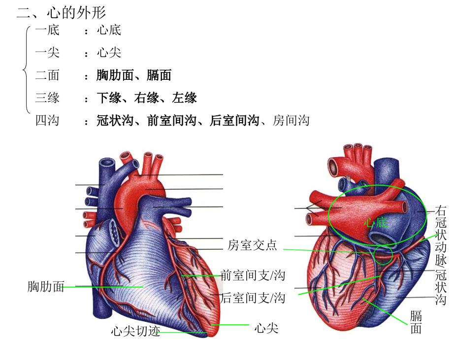 心脏解剖3_第4页