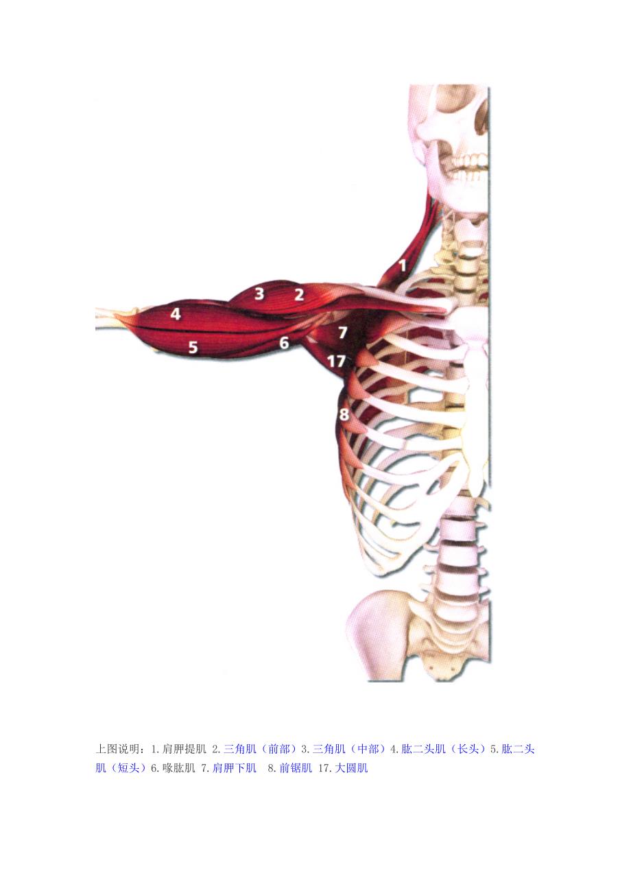 肌肉解剖图_第4页