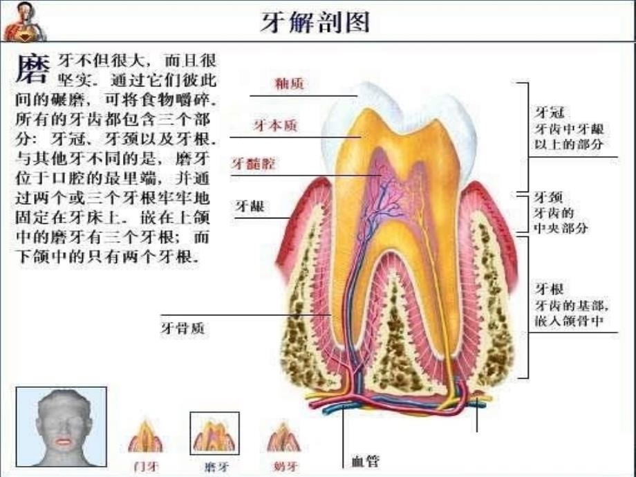 了解自己-解剖彩图_第2页