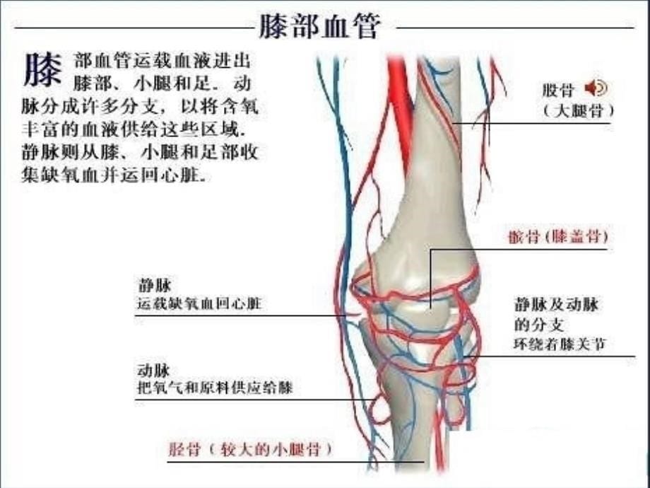 了解自己-解剖彩图_第5页