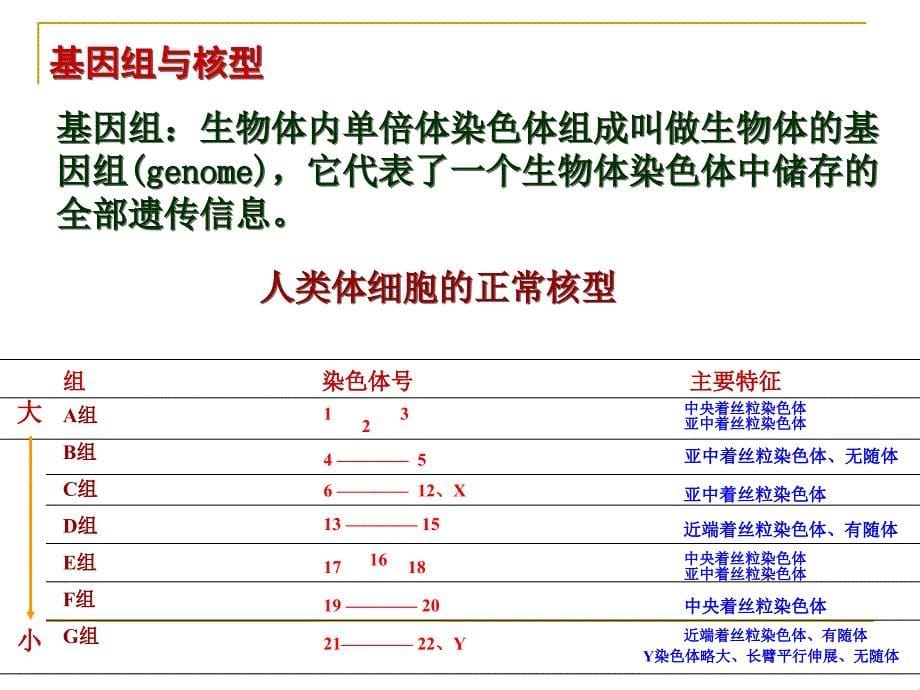 人类染色体标本的制备及G显带核型分析　_第5页