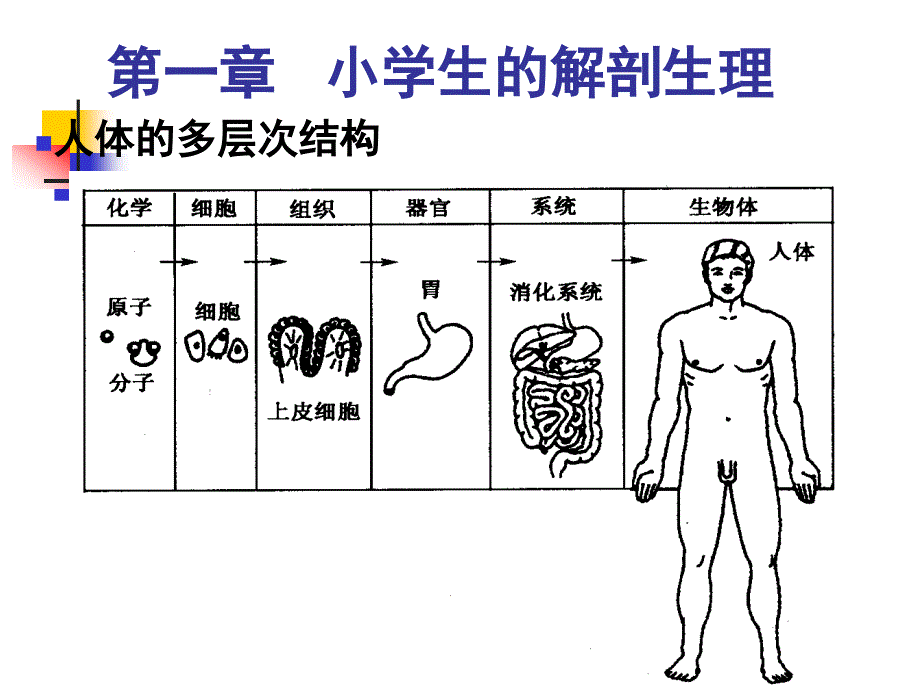 《运动系统》1_第4页