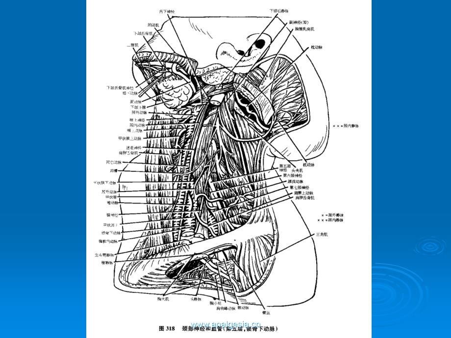 中心静脉穿刺的解剖_第4页