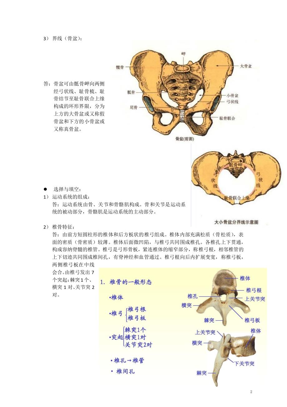 华中科技大学解剖学复习题_第2页