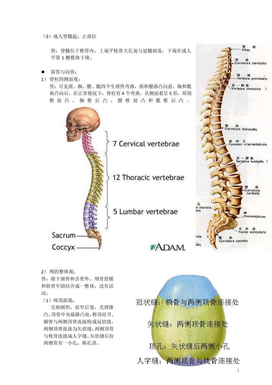 华中科技大学解剖学复习题_第3页