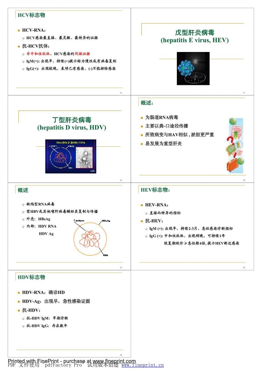 病毒性肝炎-54_第5页