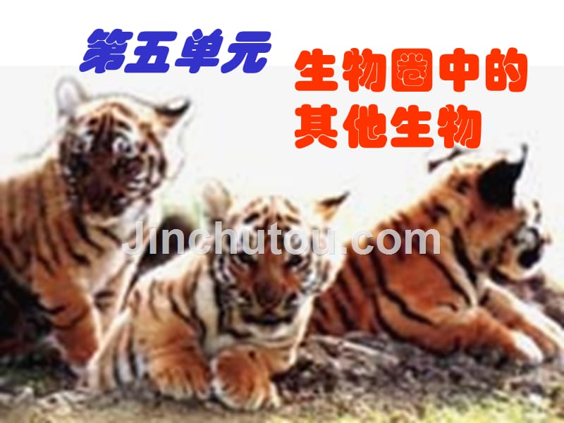 各种环境中的动物_第1页
