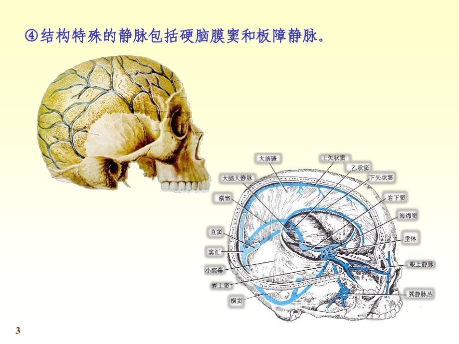 系统解剖学第七版11-4静脉_第3页