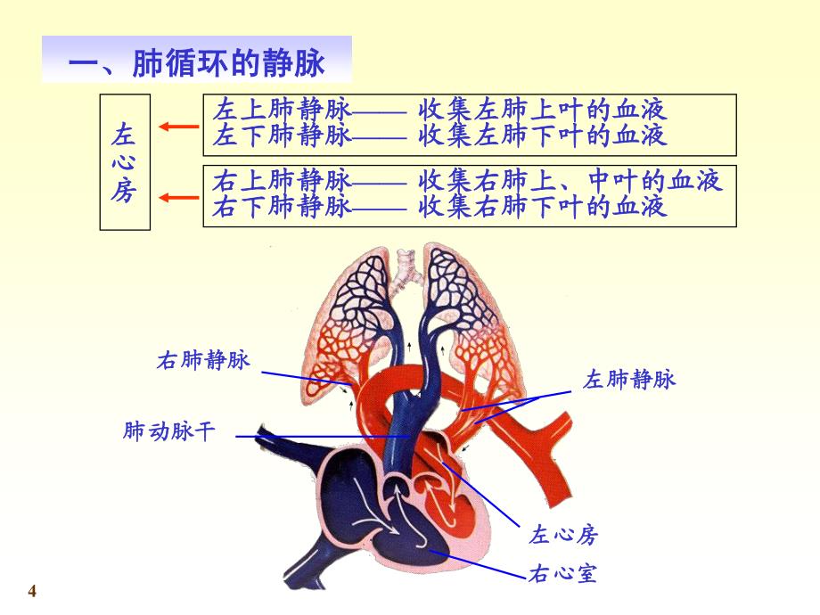 系统解剖学第七版11-4静脉_第4页