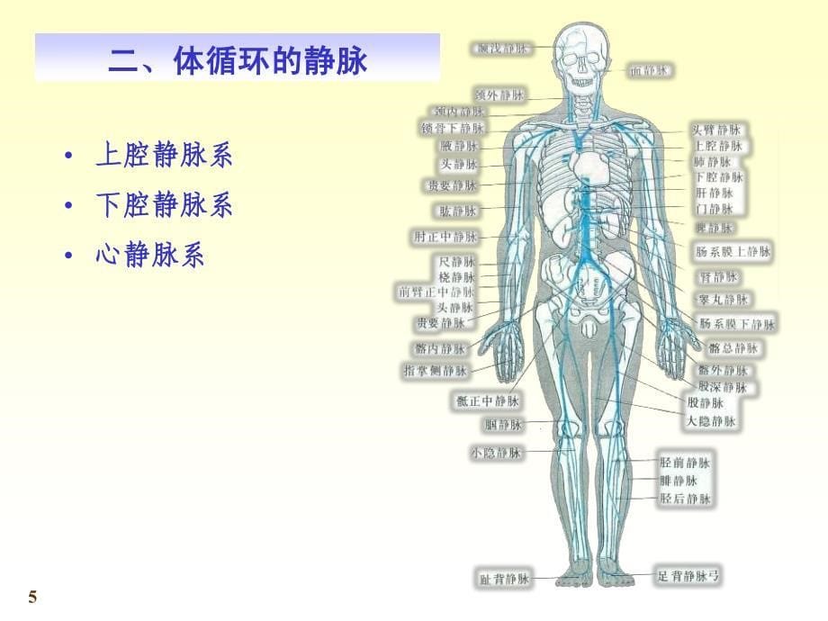 系统解剖学第七版11-4静脉_第5页