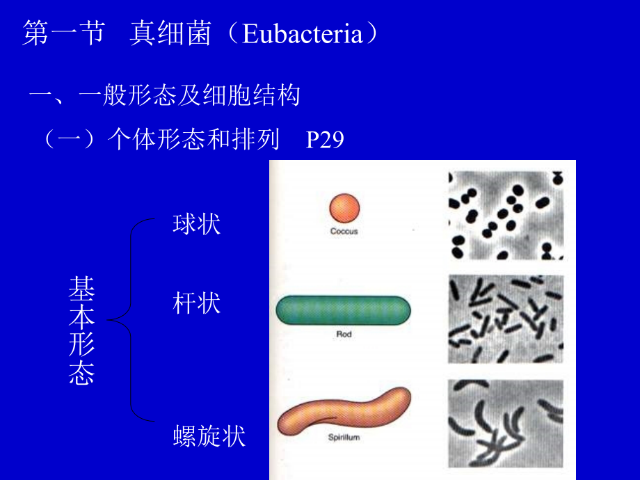 第三章 微生物类群及形态结构_第3页