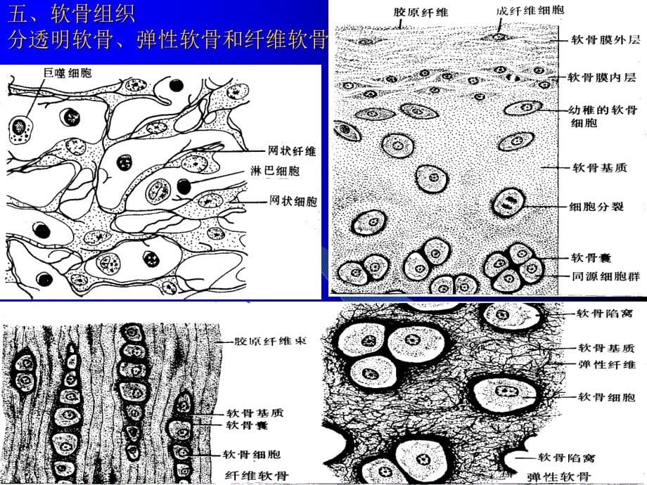 组织学与解剖学 结缔组织_第5页