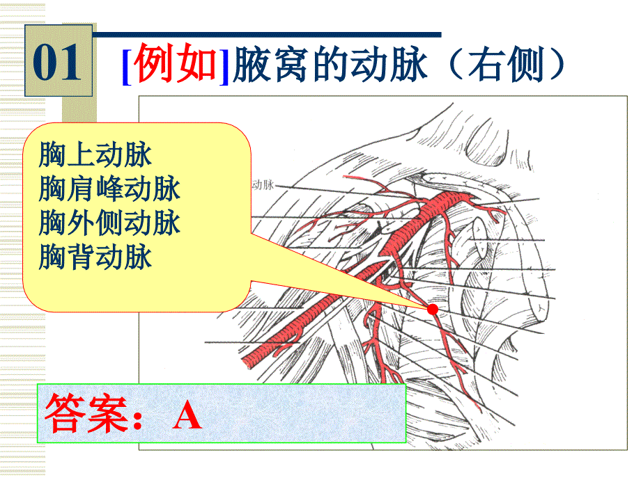 局部解剖实验考_第2页