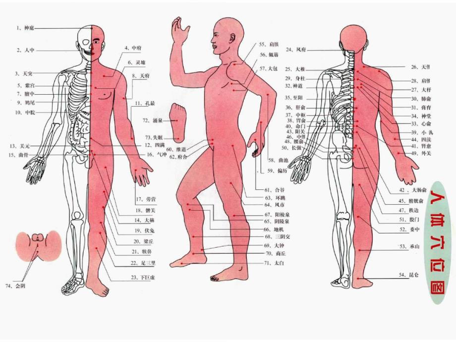 人体穴位图之总图、分图、十二经脉图、奇经八脉图_第1页