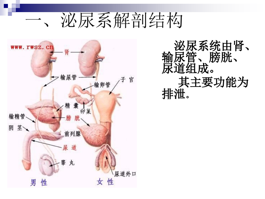 泌尿系结石病人_第3页