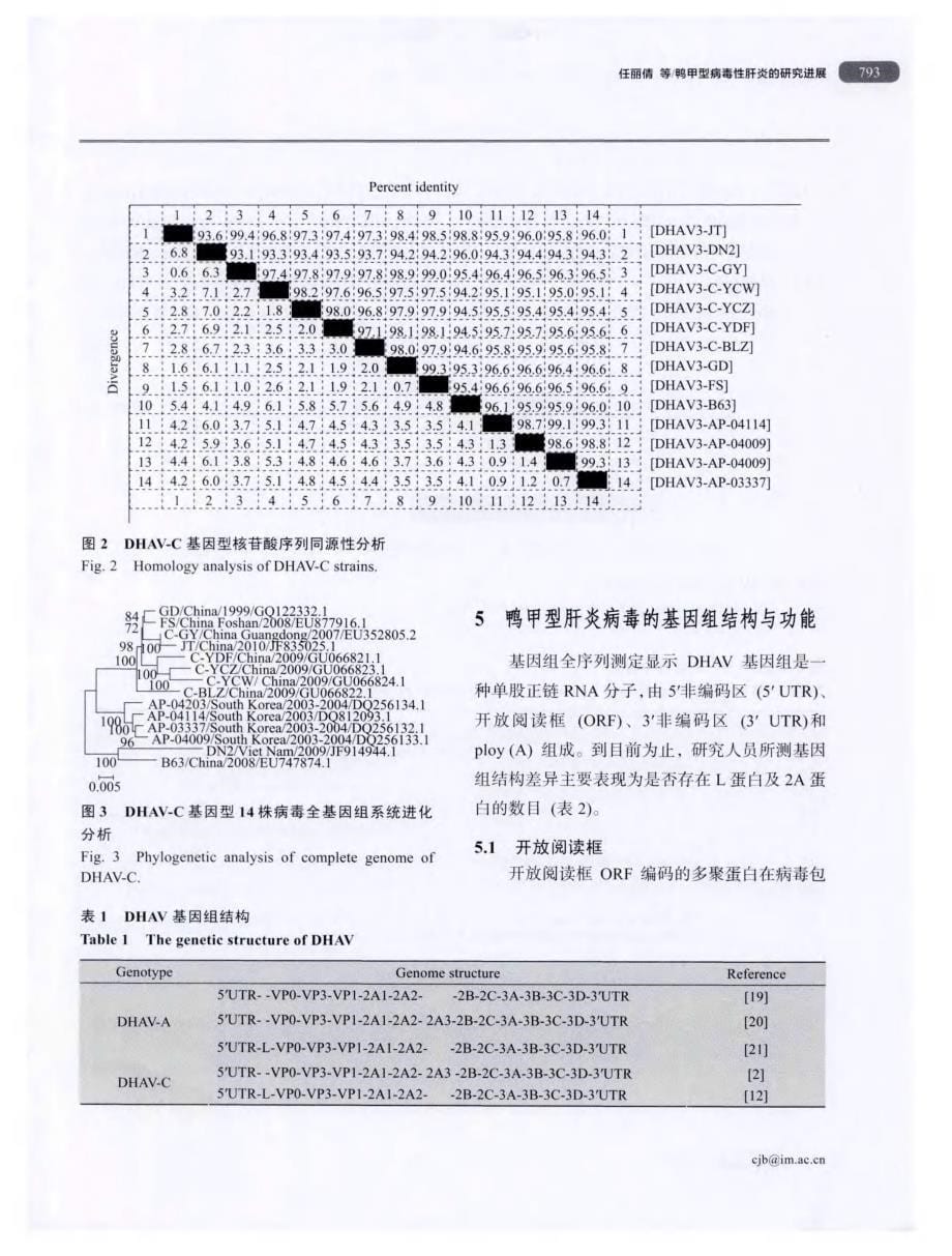 鸭甲型病毒性肝炎的研究进展_第5页