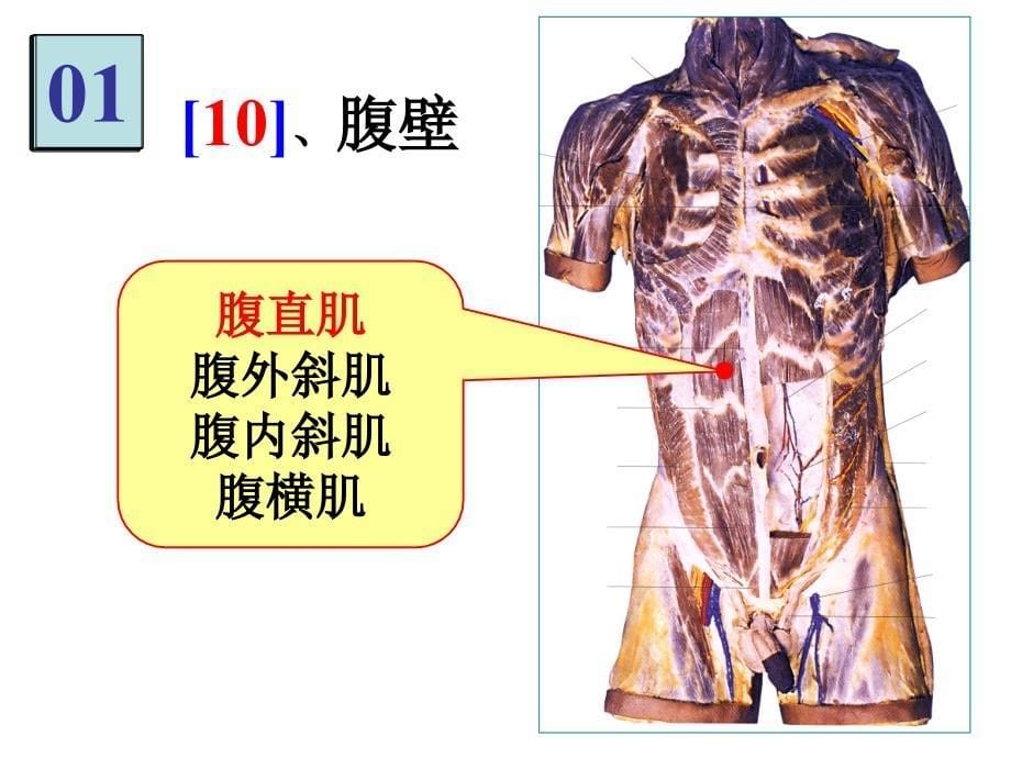 《局部解剖》实验考1_第5页
