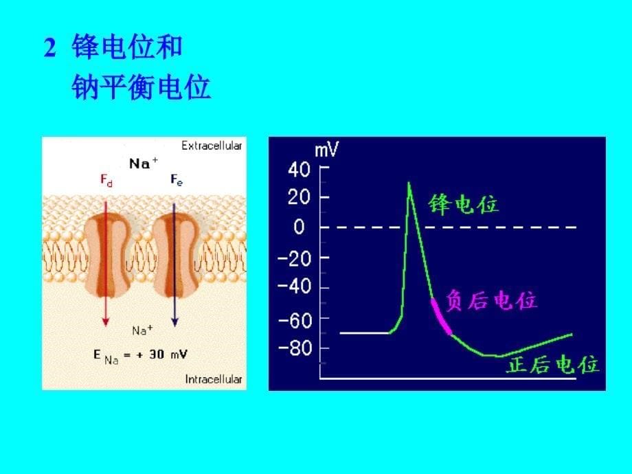 生理学课件 第二章细胞的基本功能_第5页